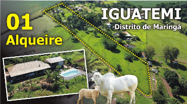 Sítio para Venda em Maringá - PR, Distrito de Iguatemi (Iguatemi)