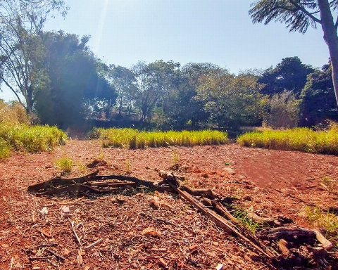 TERRENOS, Rua Tulipa