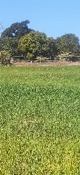 Sítio para Venda em Maringá - PR, Área Rural de Maringá
