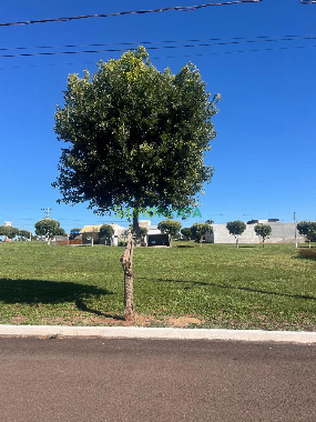 TERRENOS, Rua Rio Javali