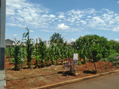 TERRENOS, Rua João Morais da Silva