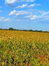 Sítio para Venda em Francisco Alves - PR, Área Rural