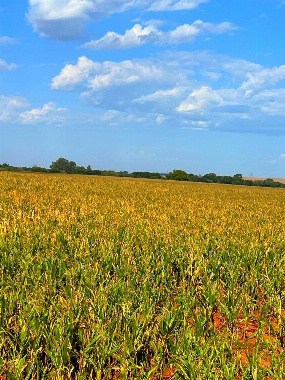 Sítio para Venda em Francisco Alves - PR, Área Rural
