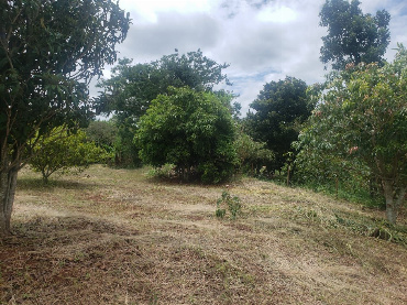 Sítio para Venda em Ibiporã - PR, Esperança