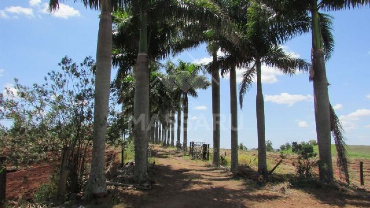 Chácara para Venda em Doutor Camargo - PR, Gleba Patrimônio Dr. Camargo