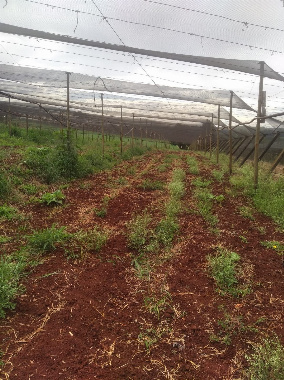 CHÁCARAS, Estrada Vieira