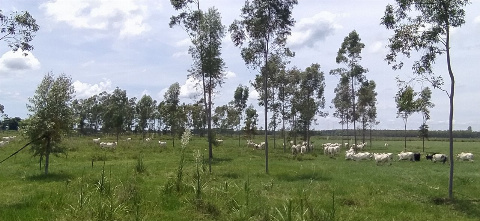 SÍTIOS, Estrada Rural
