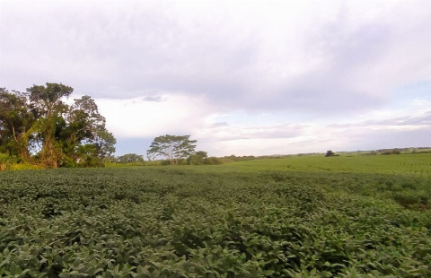 SÍTIOS, Estrada Dom Pedro II