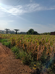 Terreno para Venda em Maringá - PR, Jd São Domingos
