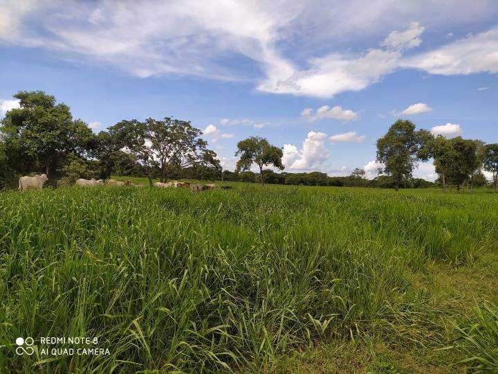 Fazenda para Venda em Maringá - PR, Jd do Carmo