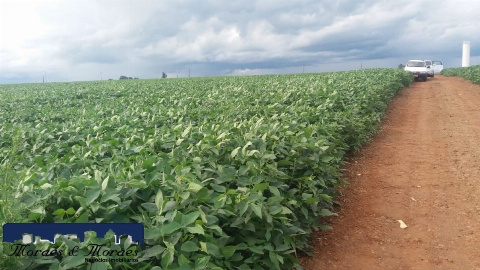 Chácara para Venda em Maringá - PR, Gleba Patrimônio Maringá