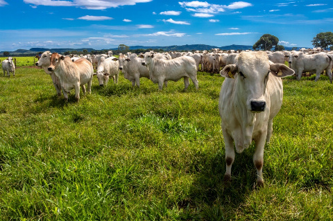 Fazenda para Venda em Caiapônia - GO, Área Rural